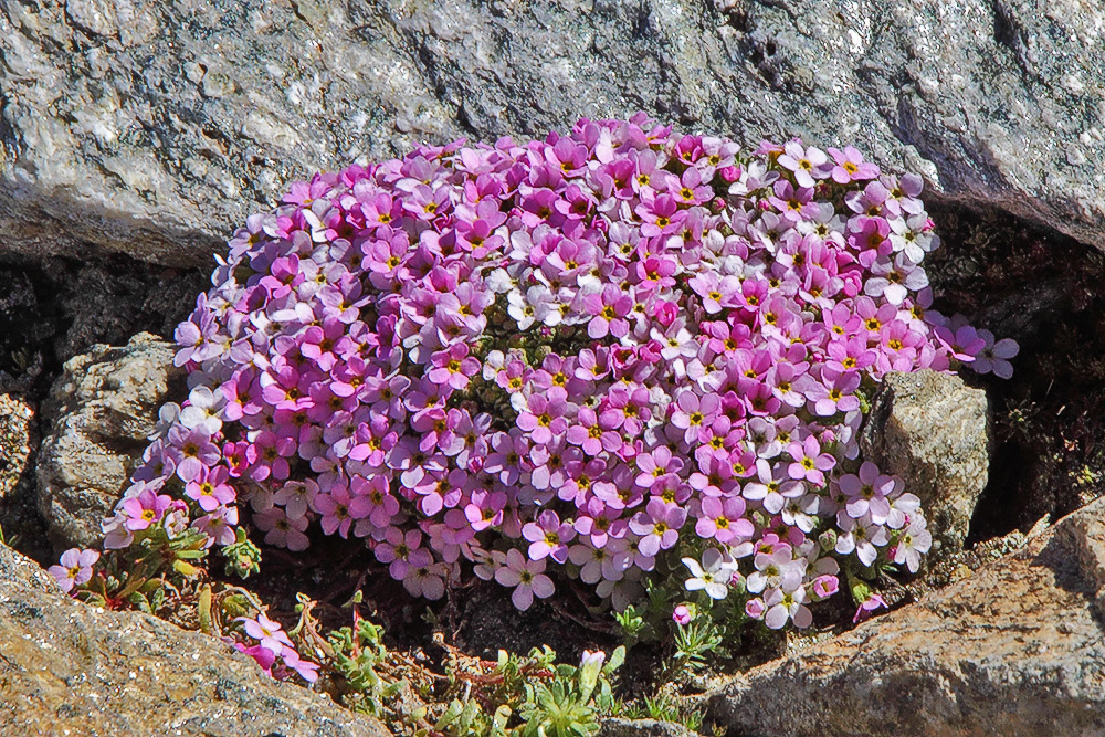 Androsace alpina - Alpenmannsschild  in neuem Gewande, weil...