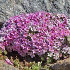 Androsace alpina - Alpenmannsschild  in neuem Gewande, weil...