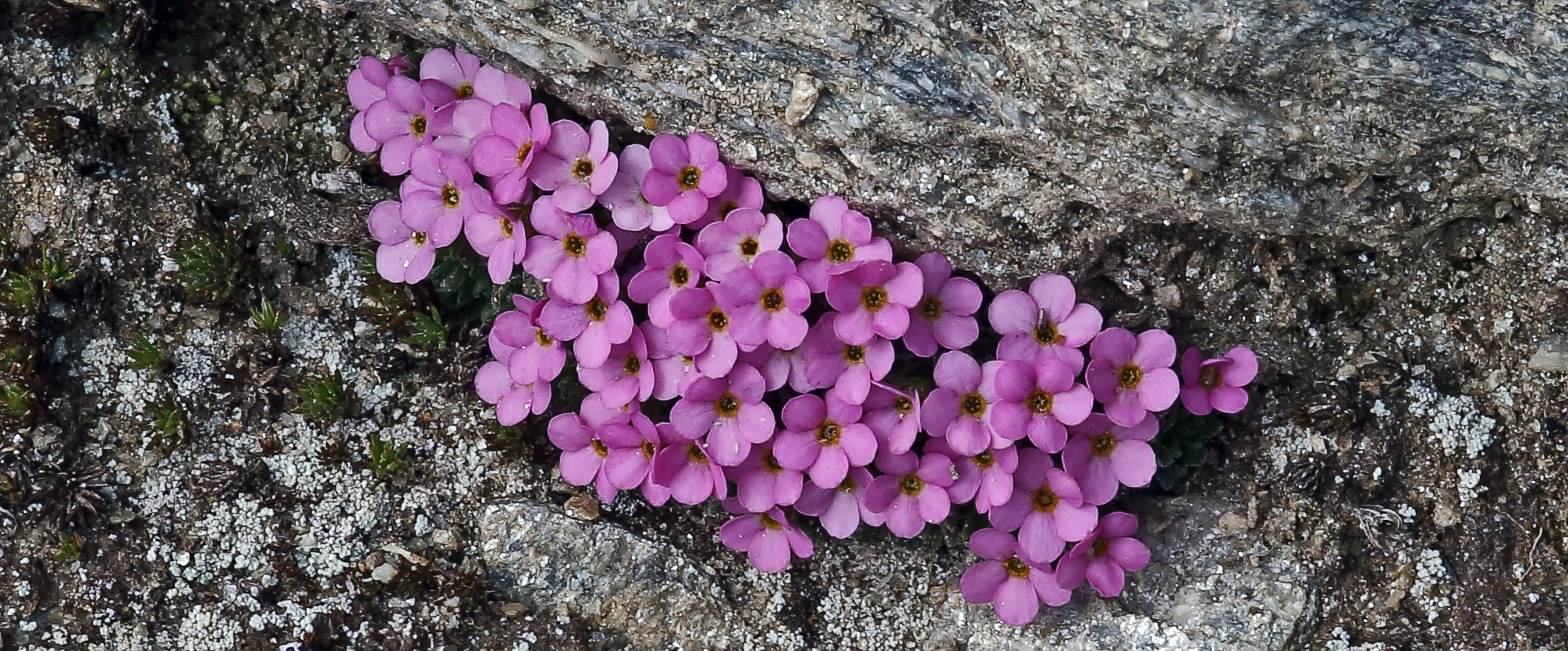 Androsace alpina - Alpenmannsschild wie ich ihn vom Format noch nie zeigen konnte...