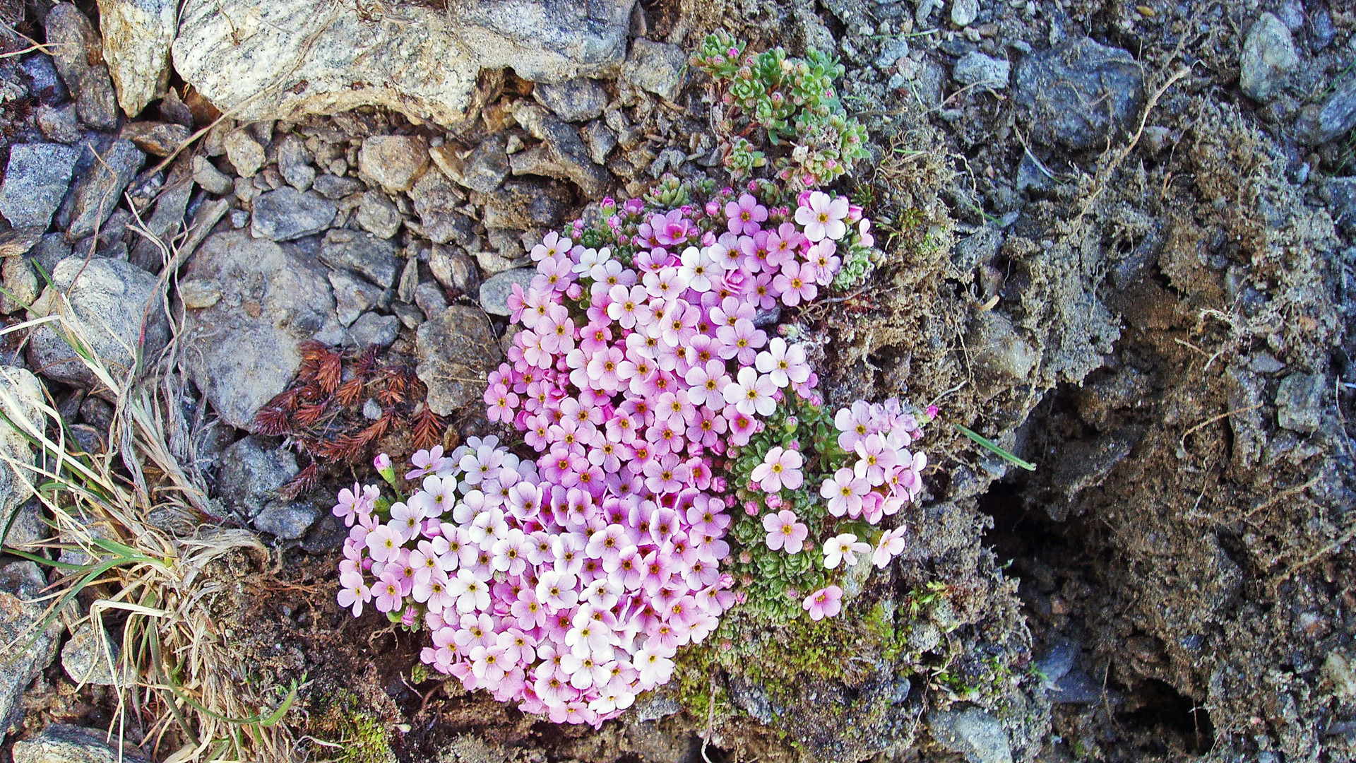 Androsace alpina  der Alpenmannsschild  darf in einer frühen Phase...