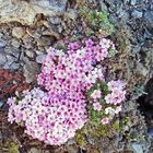 Androsace alpina  der Alpenmannsschild  darf in einer frühen Phase...