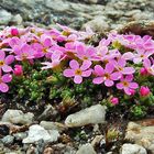 Androsace alpina in einem schönen Tuff, wobei es nicht nur...