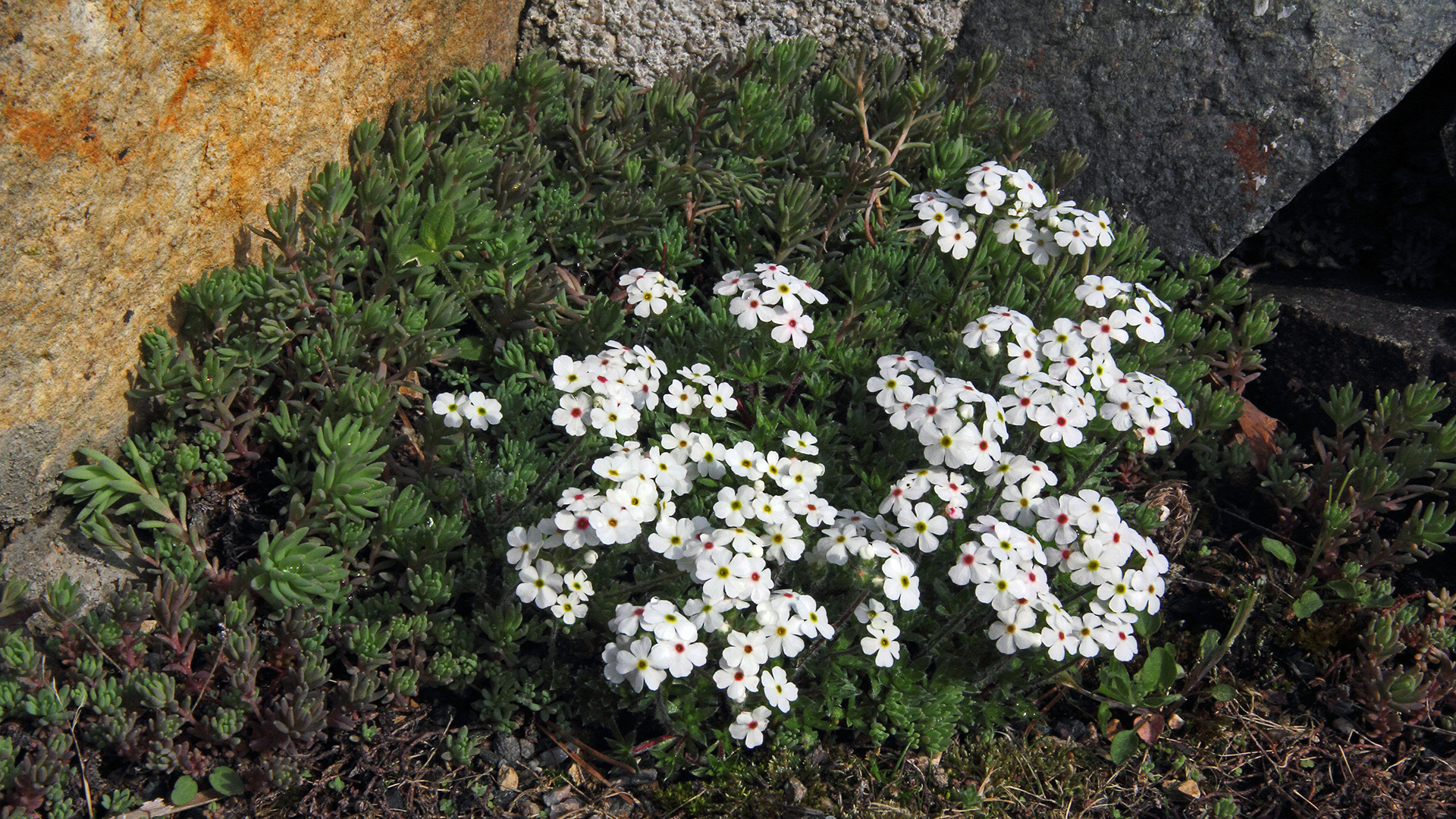 Androsace carnea ssp. brigantiaca- Mannschild...