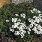 Androsace carnea ssp. brigantiaca- Mannschild...