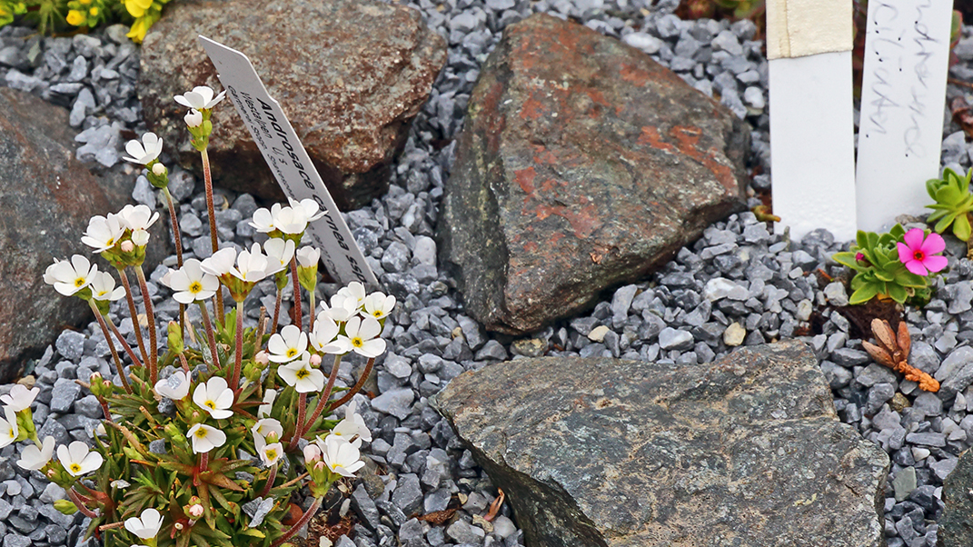 Androsace ciliata und Androsace carnea sind Raritäten wie fast alla