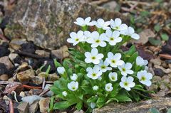 Androsace mathildae - Mannsschildzüchtung nun voll in Blüte aber winzig!