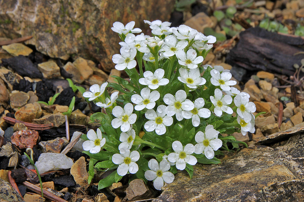 Androsace mathildae nun voll in Blüte