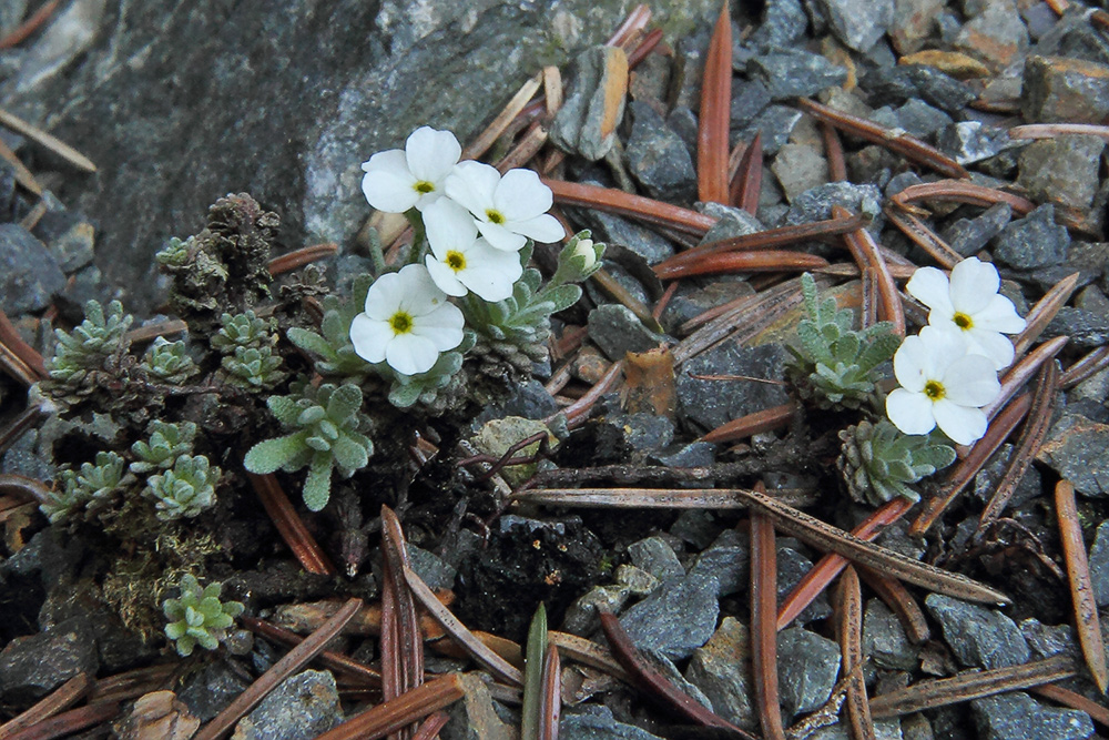 Androsace vadellii