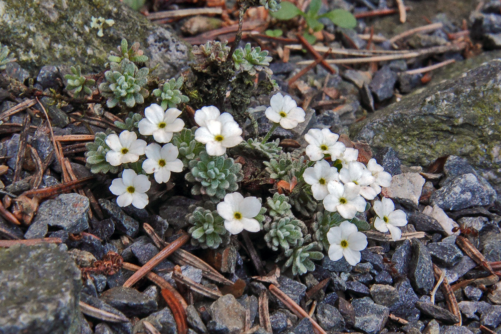 Androsace Vandellii