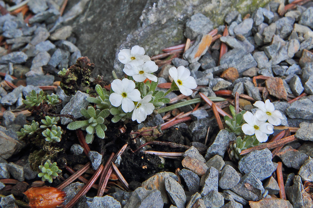 Androsace vandellii