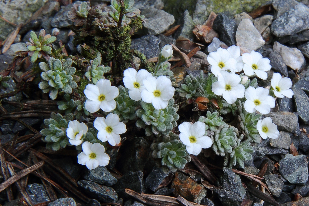 Androsace vandellii - Vandellis Mannsschild bei mir im alpinen Gartenteil