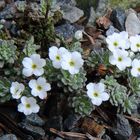 Androsace vandellii - Vandellis Mannsschild bei mir im alpinen Gartenteil