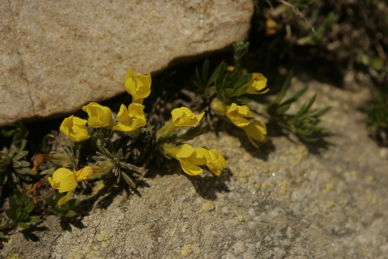 Androsace vitaliana (Lapeyrouse)