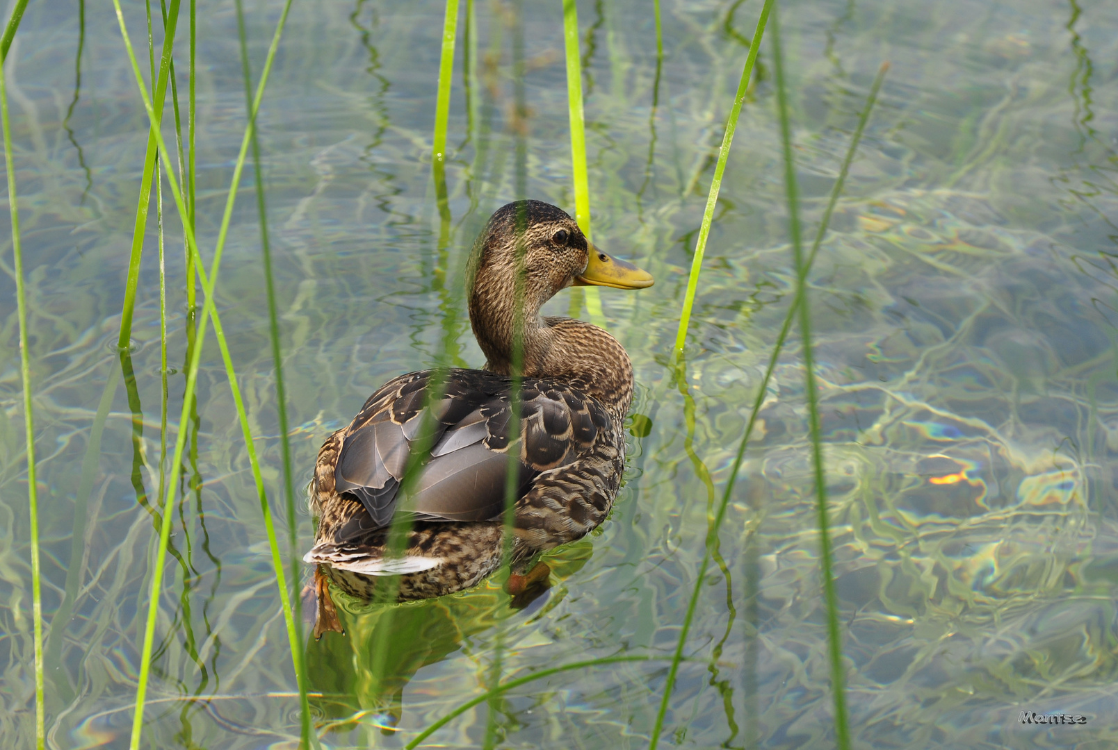 Anec, Pato, Duck, Canard....