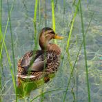 Anec, Pato, Duck, Canard....