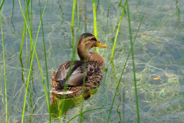 Anec, Pato, Duck, Canard....