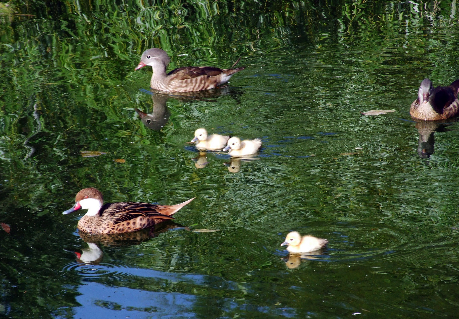 anecs passejant