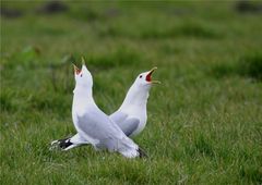 Aneinander vorbei geredet?