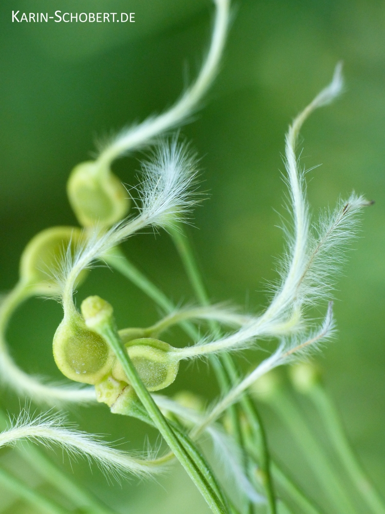 Anemochorie Foto & Bild pflanzen, pilze & flechten, flora, natur Bilder auf