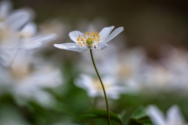 anémona de bosque 2