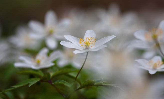 anémona de bosque