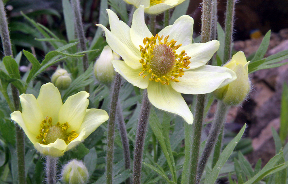 Anemona palmata - Iberische Frühlingsanemone