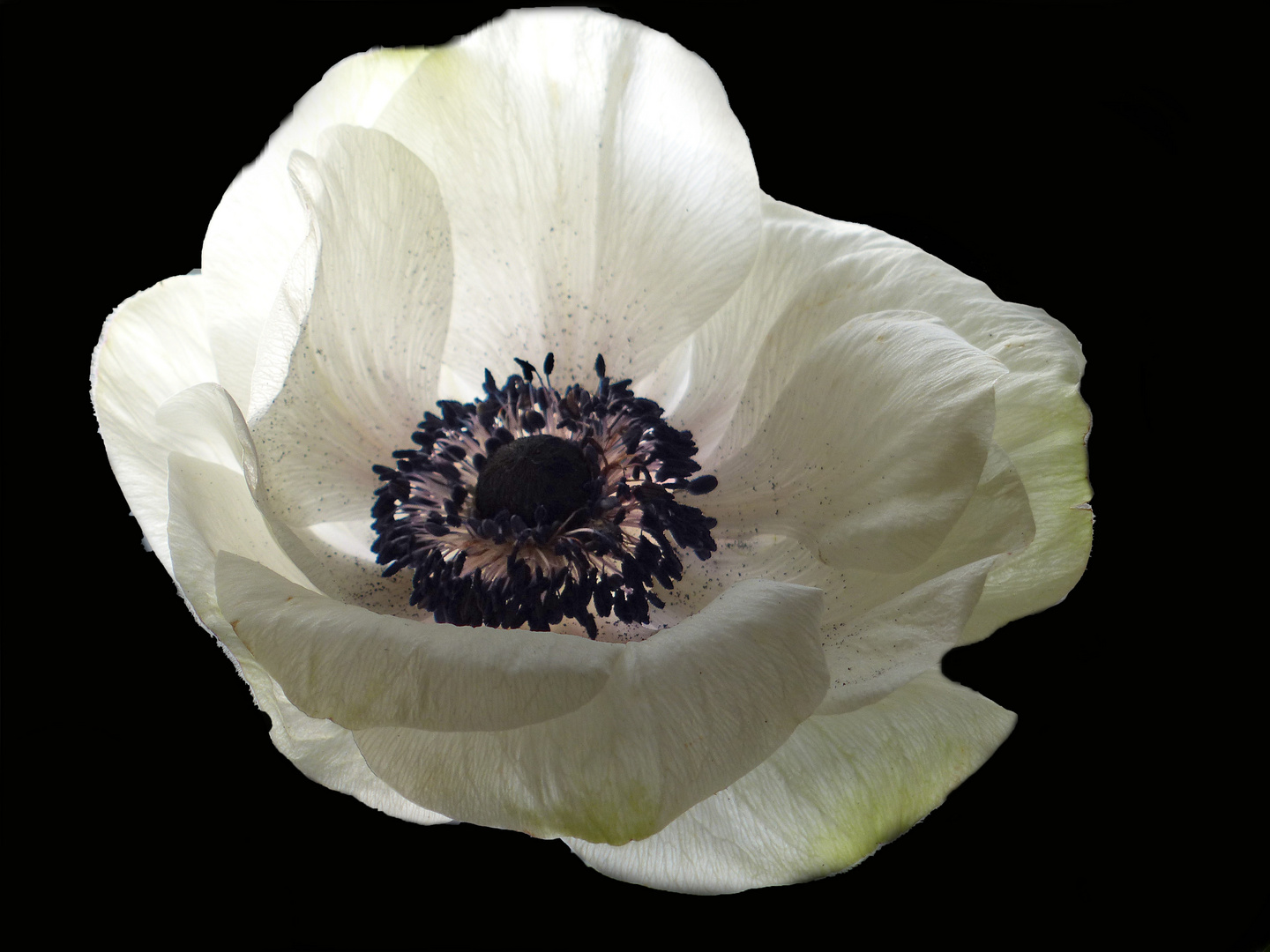 Anemone