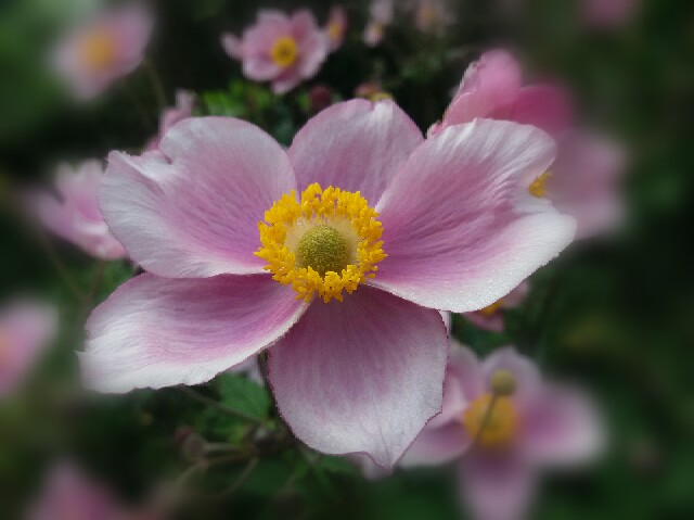 Anemone