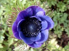 Anemone 02