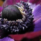 Anemone