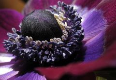 Anemone