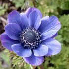 Anemone 03