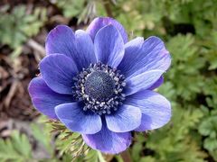 Anemone 03