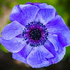 Anemone