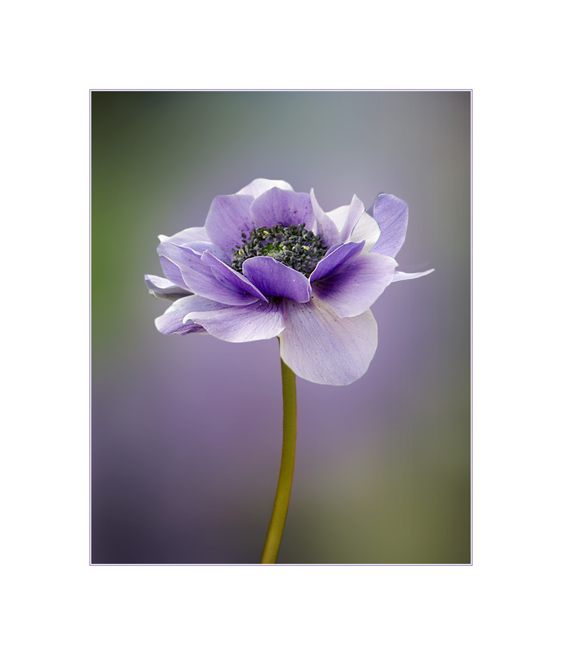 Anemone...