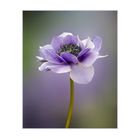 Anemone...