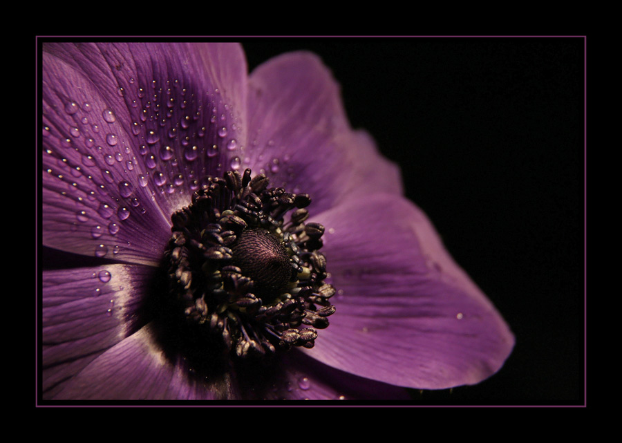 Anemone