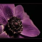 Anemone