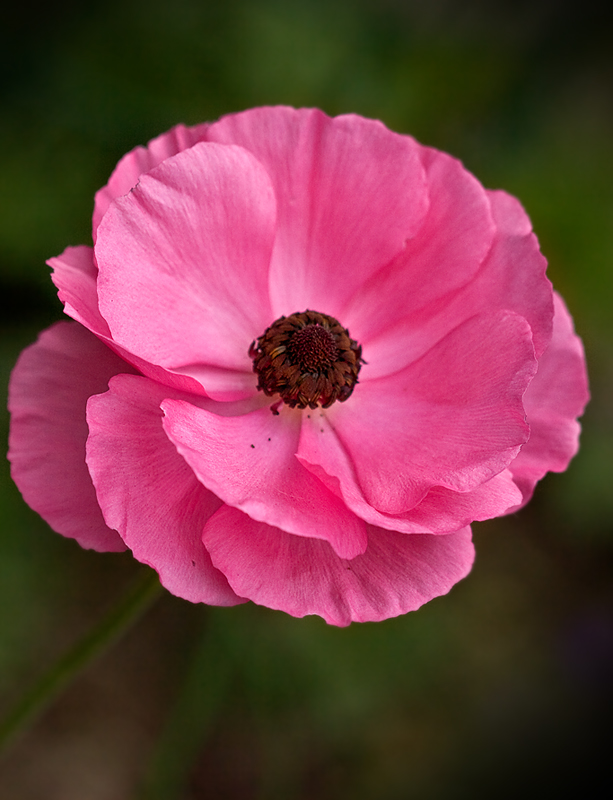 Anemone