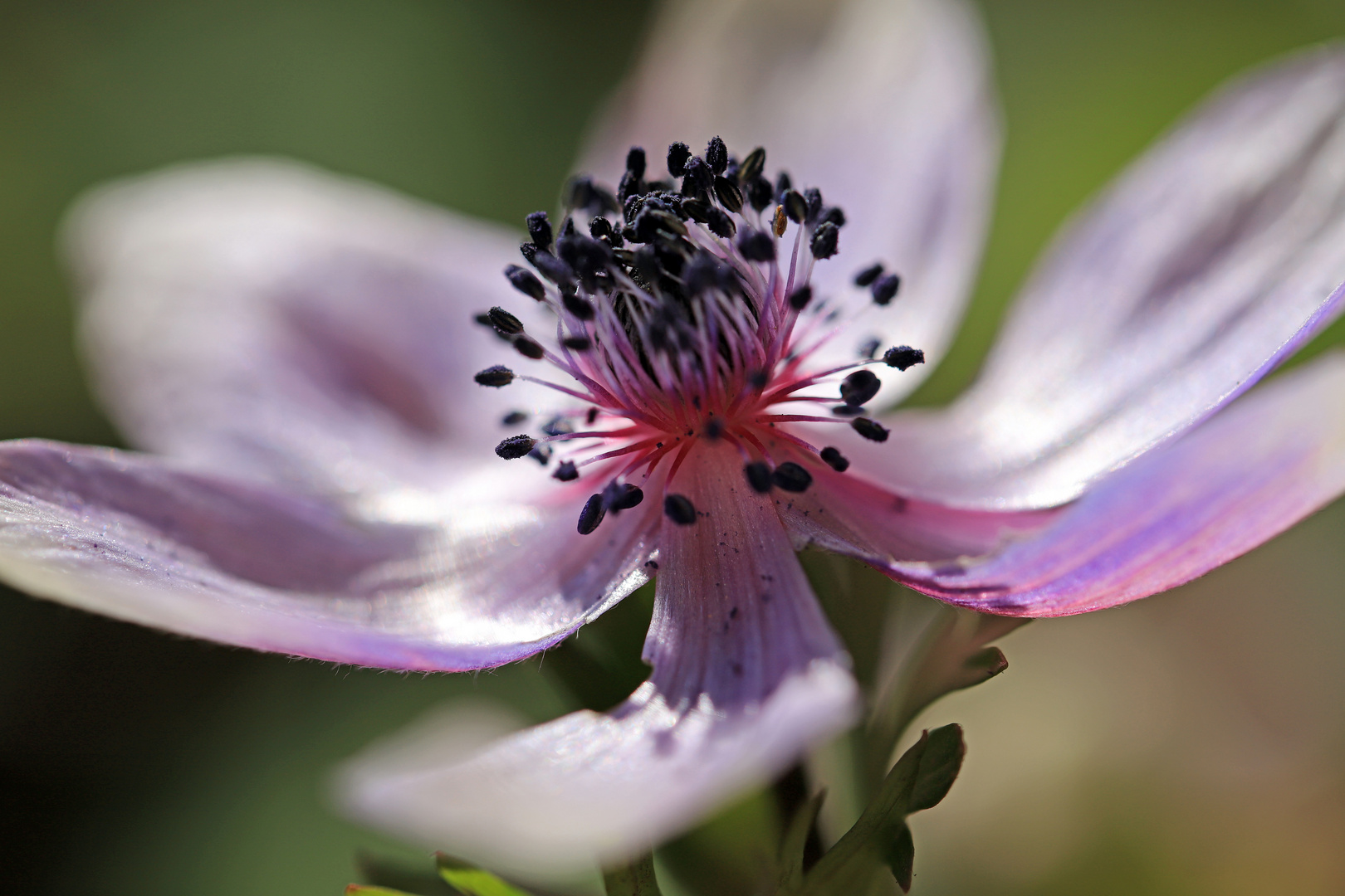 Anemone