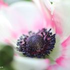 Anemone