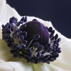 Anemone