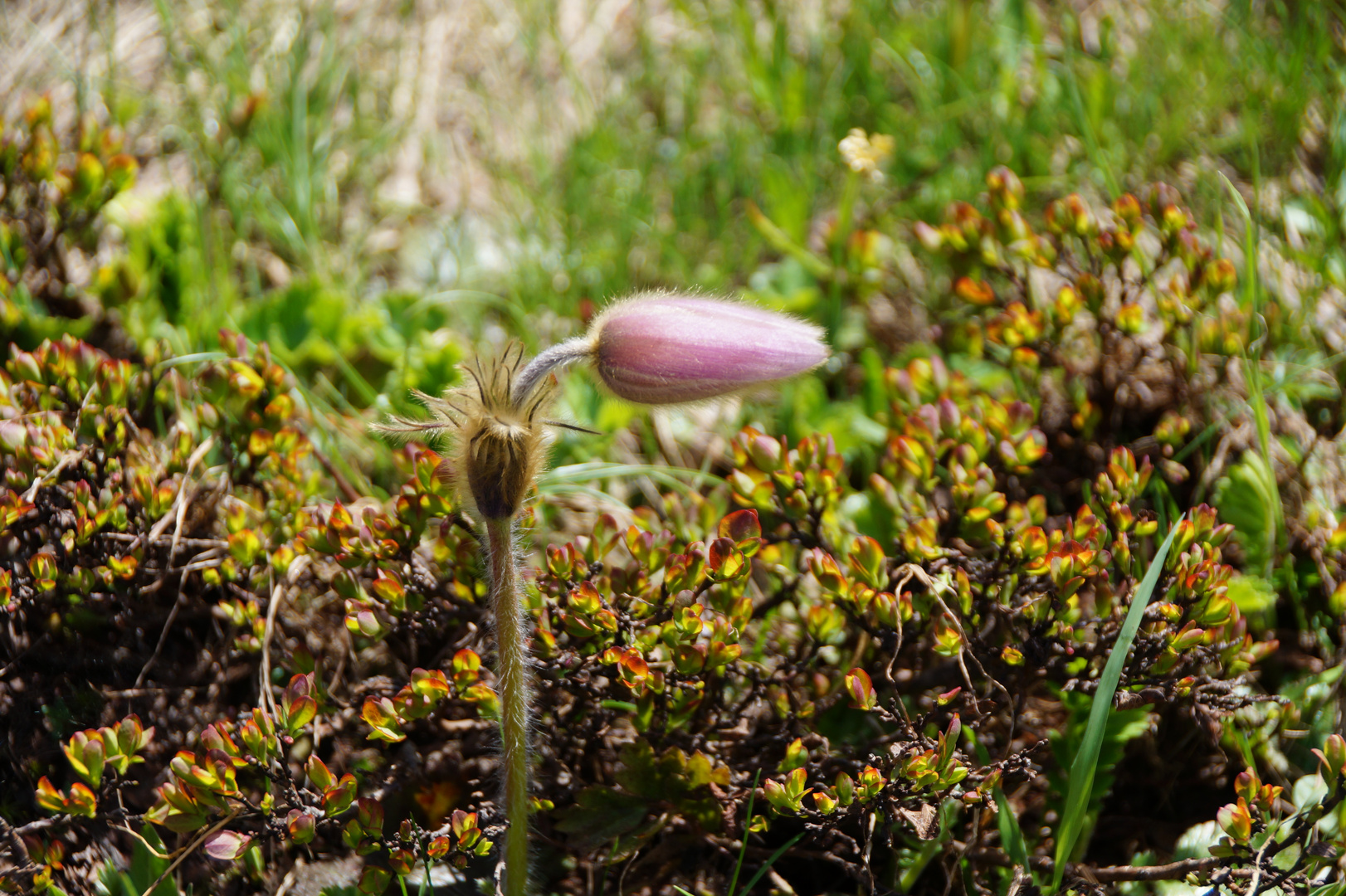 Anemone