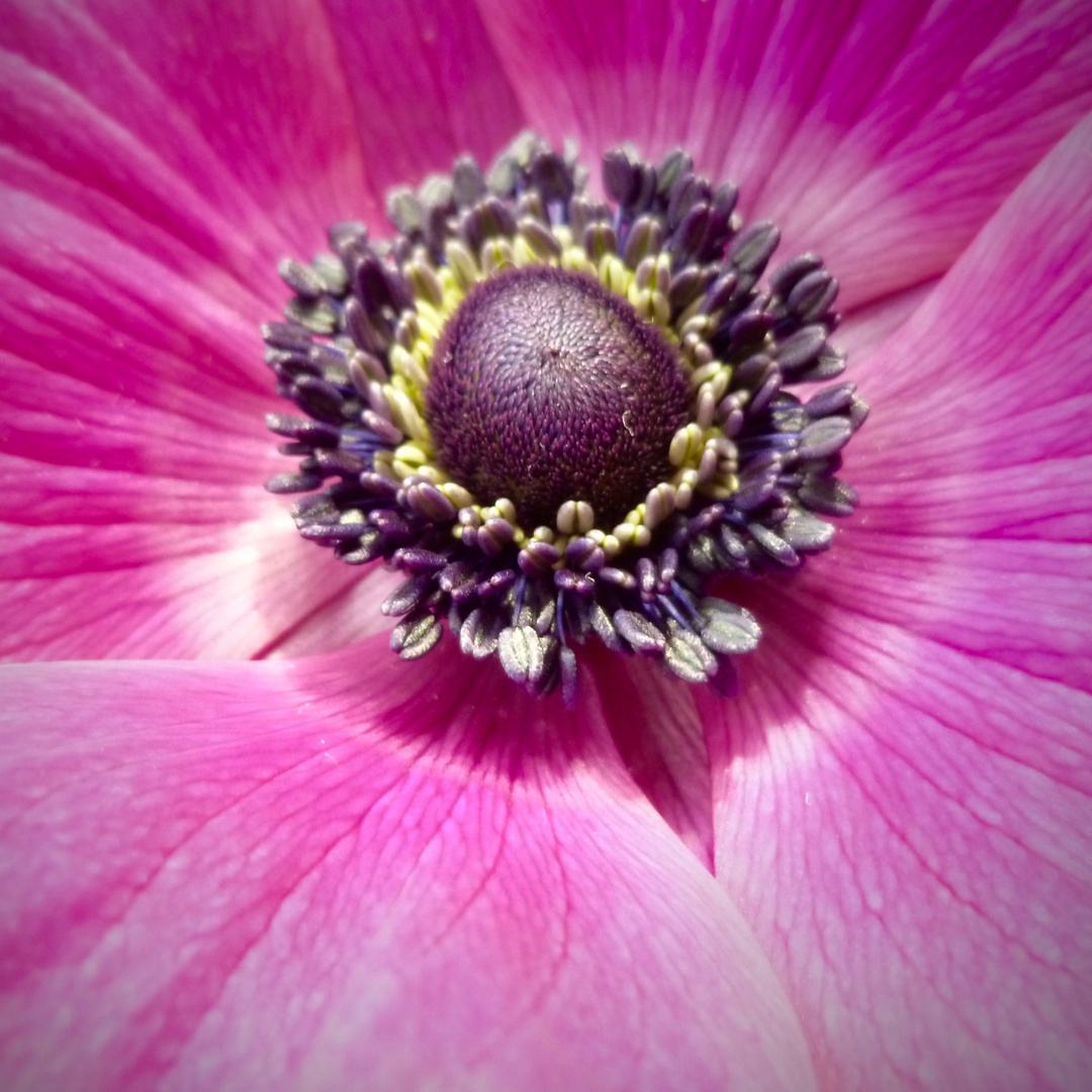 Anemone