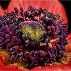 Anemone