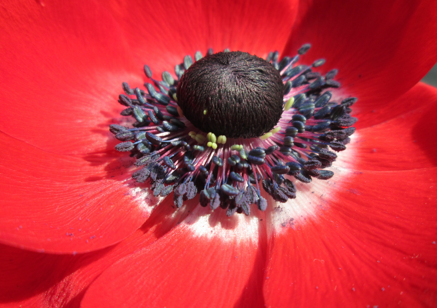 Anemone