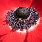 Anemone