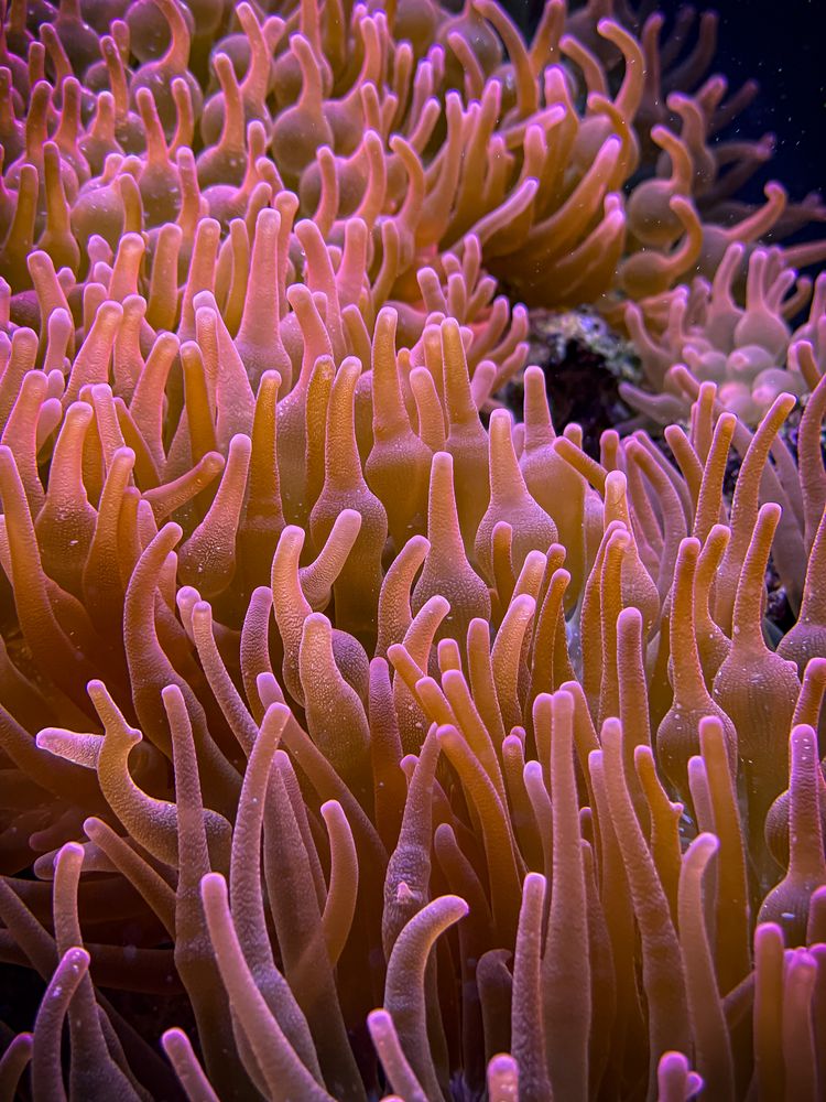 Anemone 1 Foto & Bild | tiere, zoo, wildpark & falknerei, zoo:quallen ...