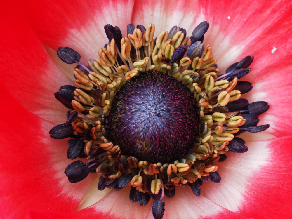 Anemone 1