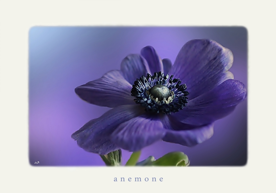 ... Anemone ...